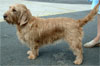 Click here for more detailed Basset Fauve De Bretagne breed information and available puppies, studs dogs, clubs and forums